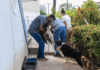 Prefeitura atende denúncia de maus-tratos e resgata animais em situação de emergência em Cuiabá