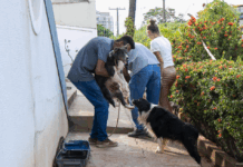 Prefeitura atende denúncia de maus-tratos e resgata animais em situação de emergência em Cuiabá