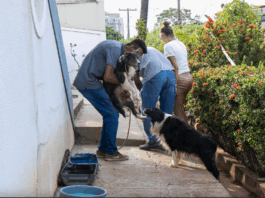 Prefeitura atende denúncia de maus-tratos e resgata animais em situação de emergência em Cuiabá