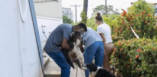 Prefeitura atende denúncia de maus-tratos e resgata animais em situação de emergência em Cuiabá