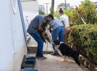 Prefeitura atende denúncia de maus-tratos e resgata animais em situação de emergência em Cuiabá
