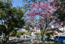 Cuiabá lança guia com o passo a passo para solicitar poda e remoção de árvores