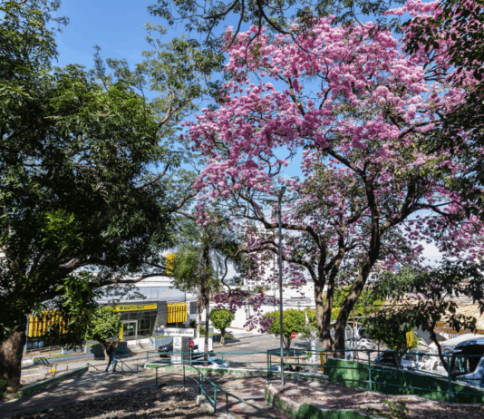Cuiabá lança guia com o passo a passo para solicitar poda e remoção de árvores
