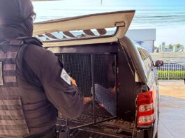 Investimentos e inteligência: Polícia Civil mira faccionados foragidos em outros Estados e países